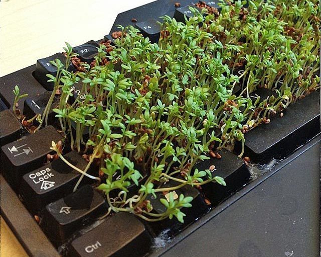 Grow a garden in an old keyboard for an April Fool's joke