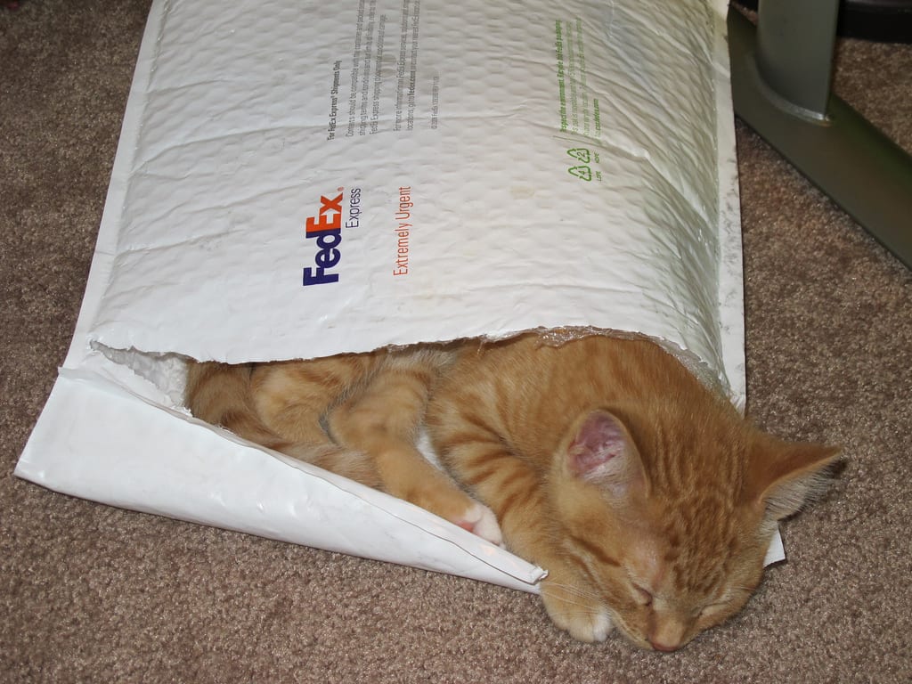 How to ship a cat - Cat sleeping in FedEx envelop