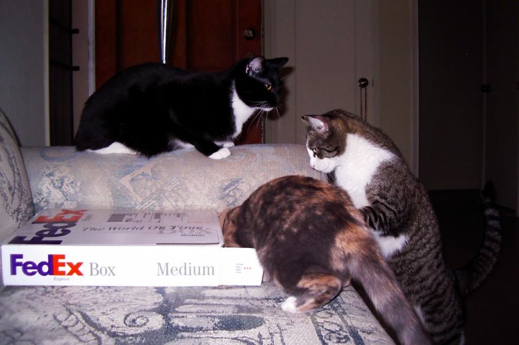 How to ship a cat - Cats trying out medium size FedEx express shipping box