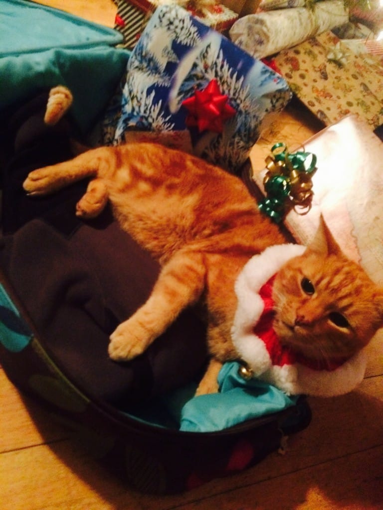 How to ship a cat - Cat in suitcase ready to travel with presents