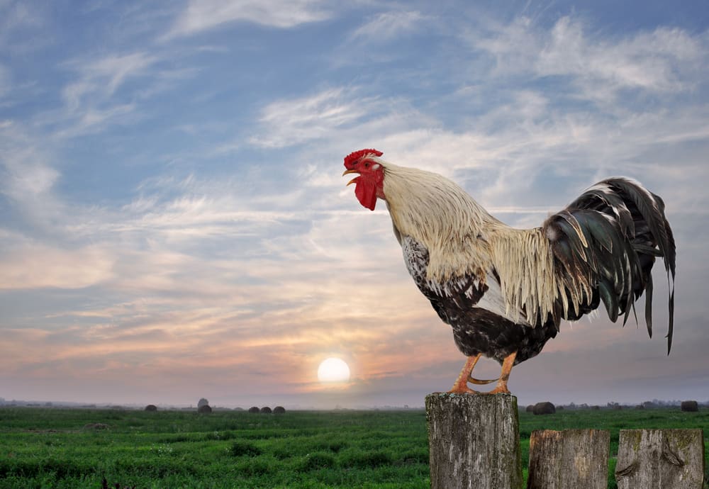Chicken at sunrise