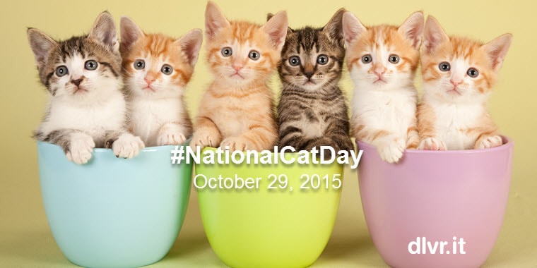 Uber Delivers Cats on National Cat Day