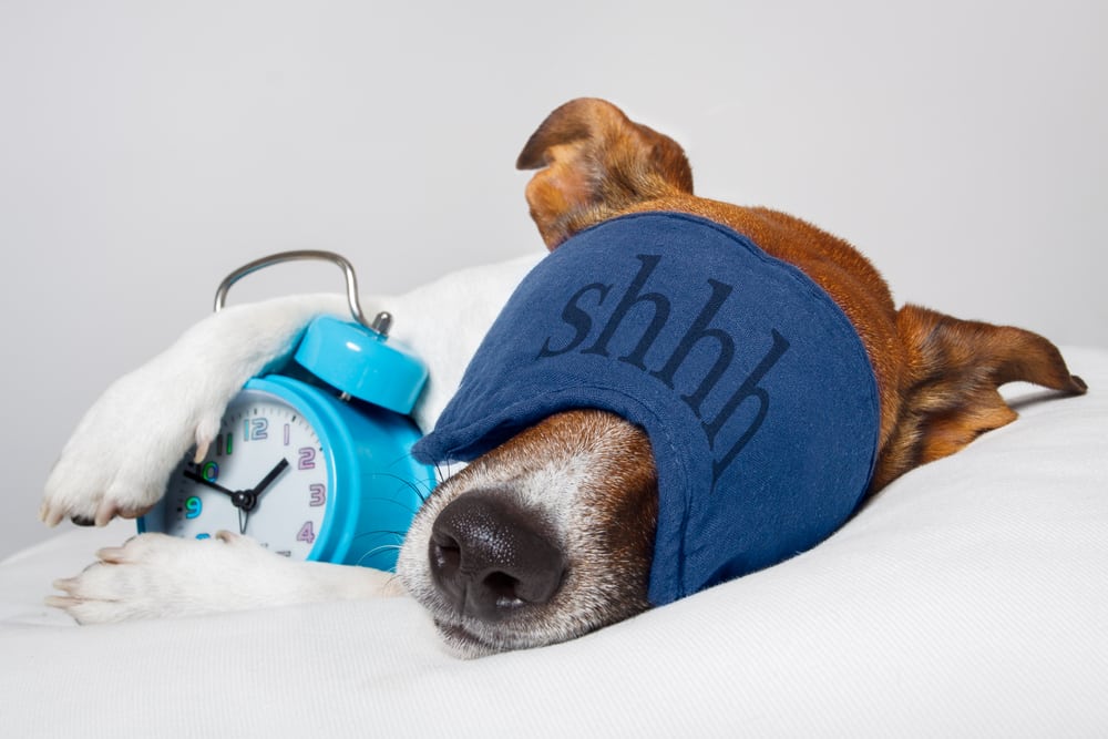 Don't wake the sleeping dog with the alarm clock.