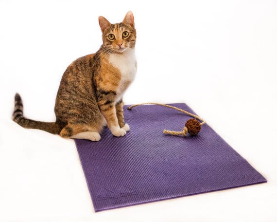 How to ship a cat - Yoga cat mat with built in toy