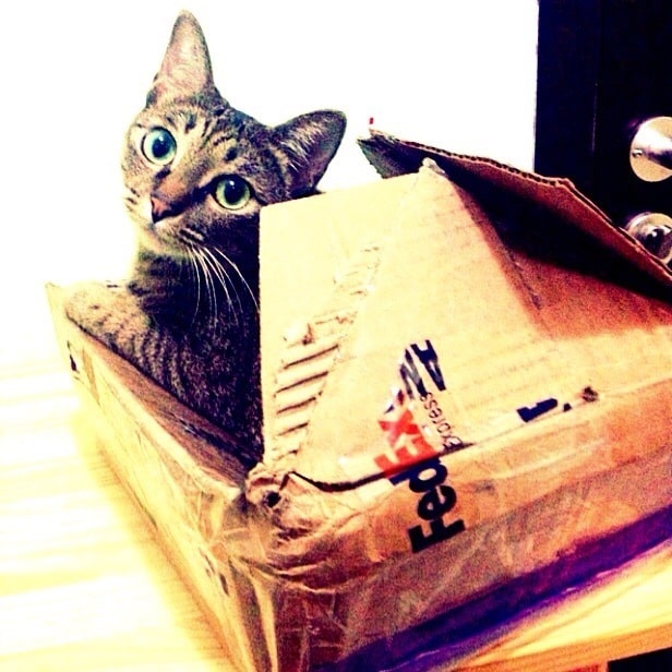 How to ship a cat - Cat-in-a-torn-FedEx-box