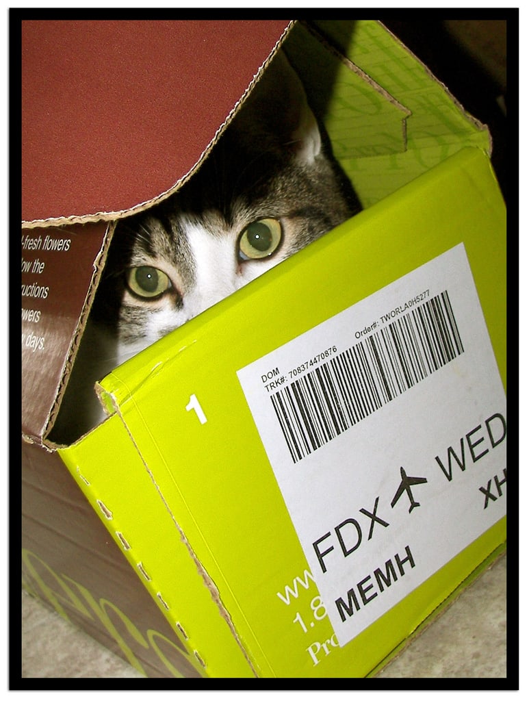 How to ship a cat - Cat in FedEx Shipping Box