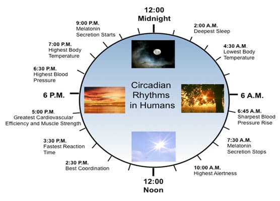 What causes these circadian cycles? It is generally believed that there are “biologic clocks” within our body that control these rhythms.